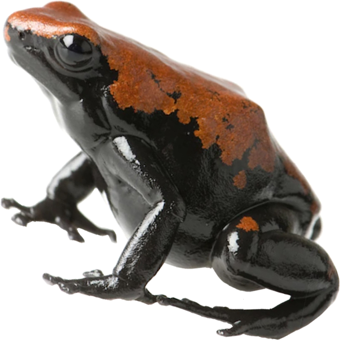 Splashback Brown Frog